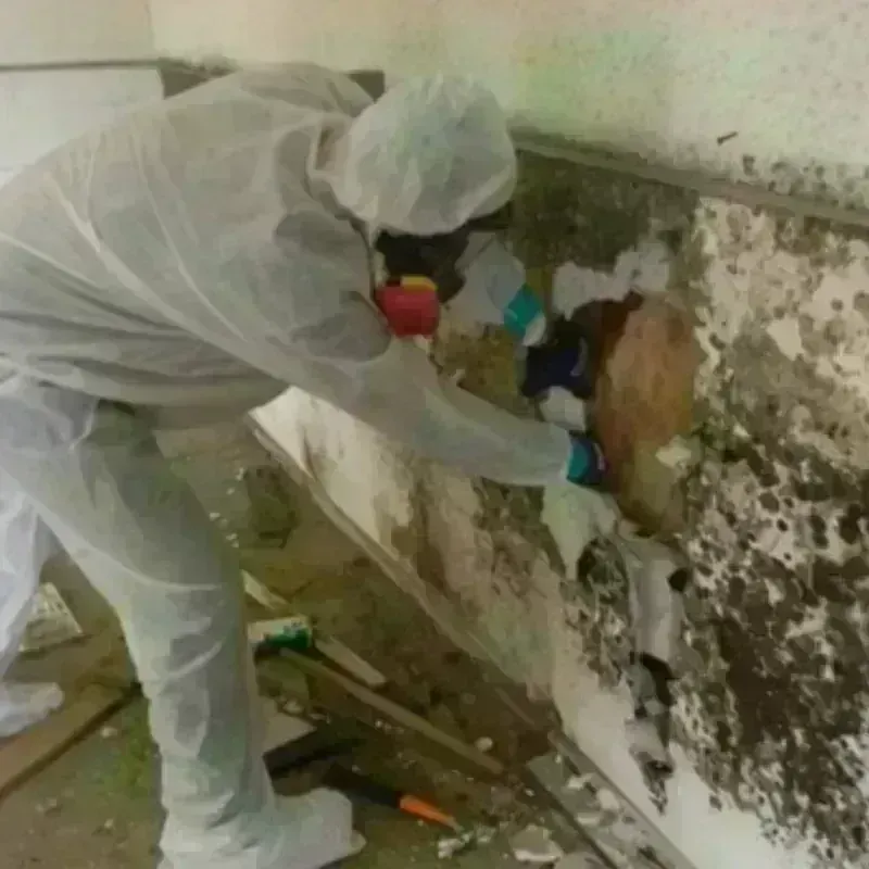 Mold Remediation and Removal in Harrison County, IA